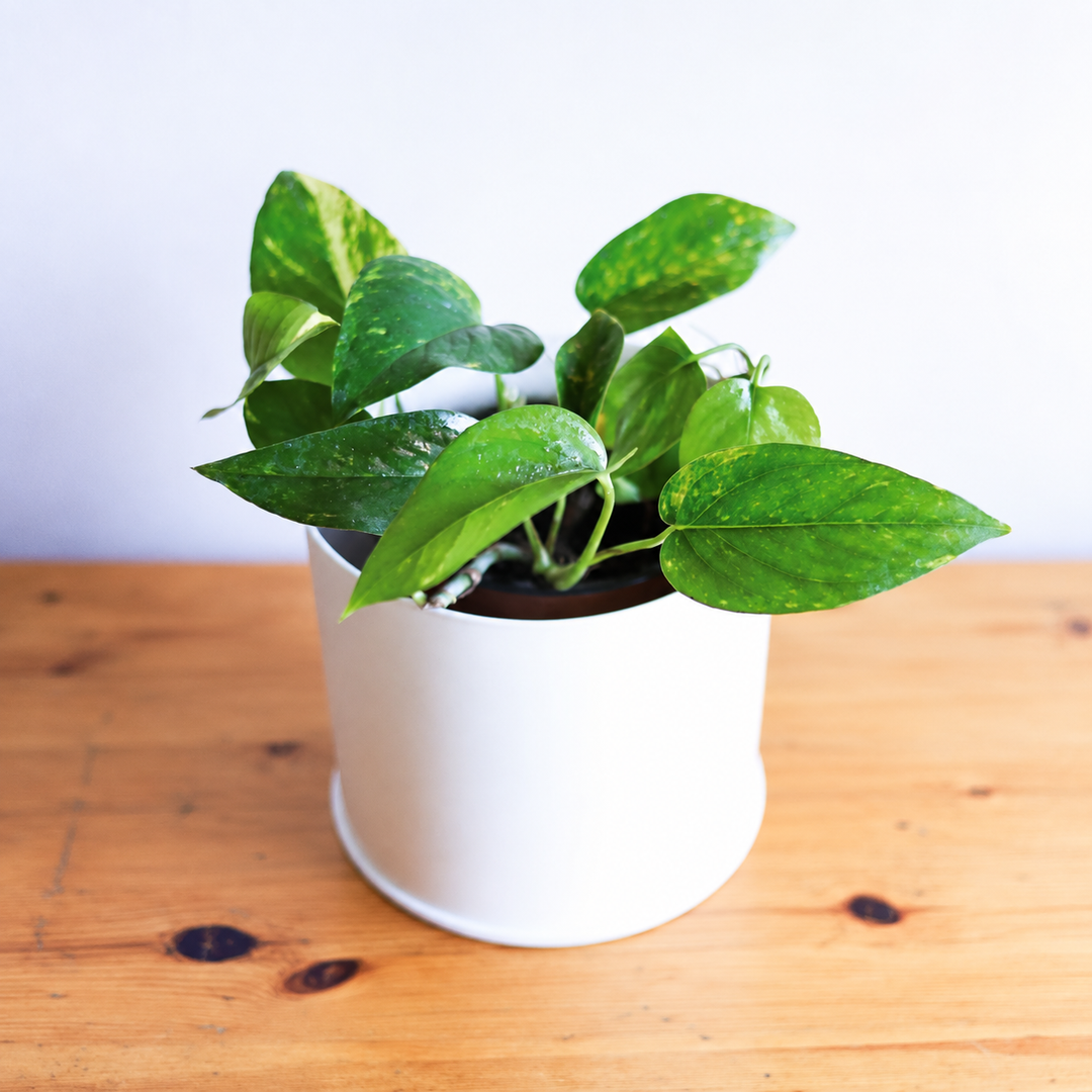 Pauli M (Pothus)