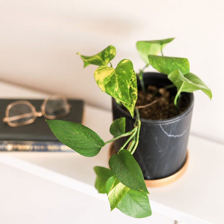Pauli M (Pothus)