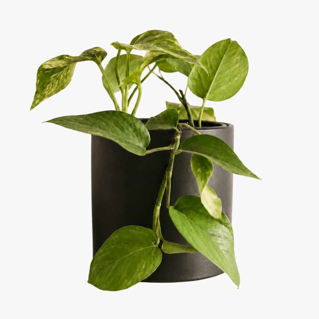 Pauli M (Pothus)