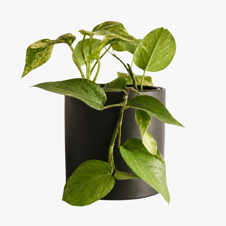 Pauli M (Pothus)