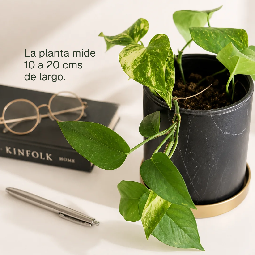 Pauli M (Pothus)