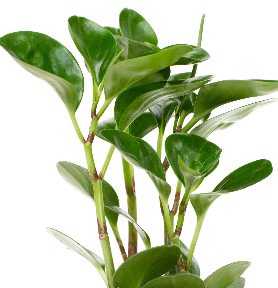 Peperomia Magnolifolia