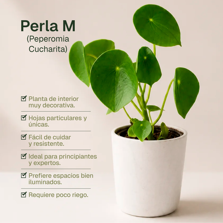 Perla M (Peperomia Cucharita)