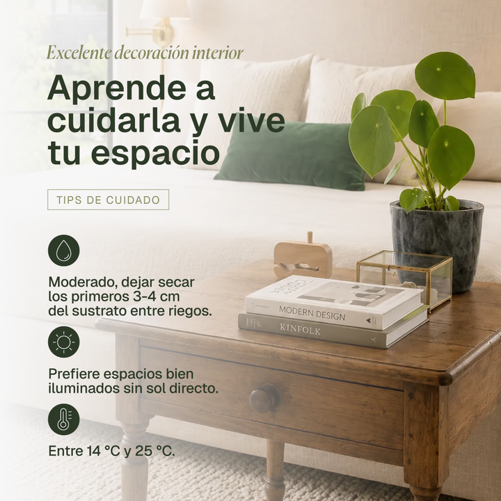 Perla M (Peperomia Cucharita)