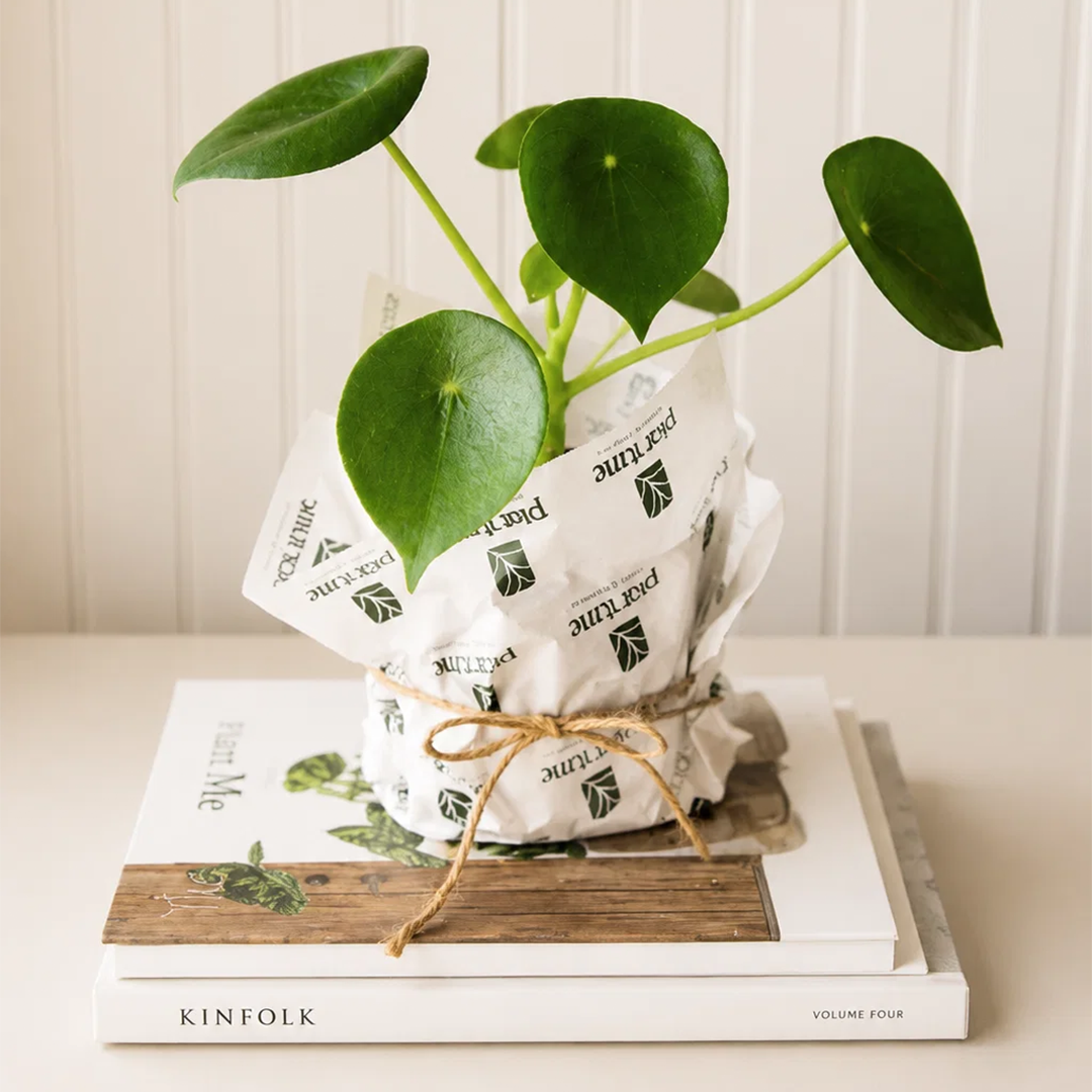 Perla M (Peperomia Cucharita)