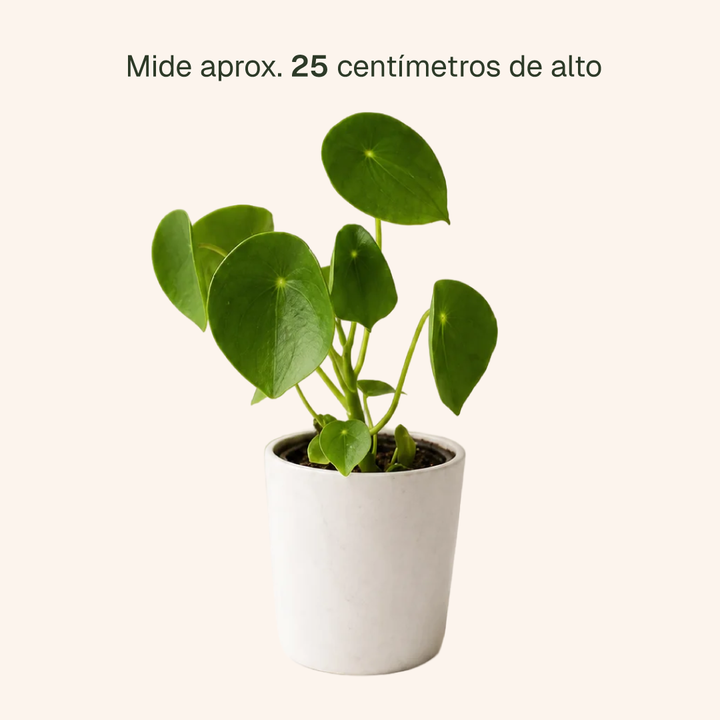 Perla M (Peperomia Cucharita)