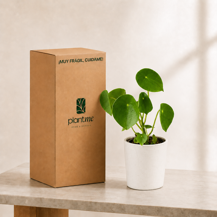 Perla M (Peperomia Cucharita)