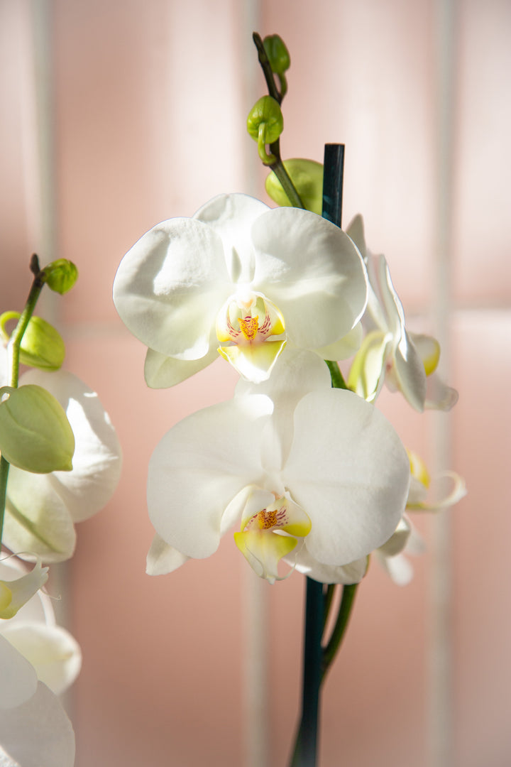 Úrsula (Orquídea Grande)