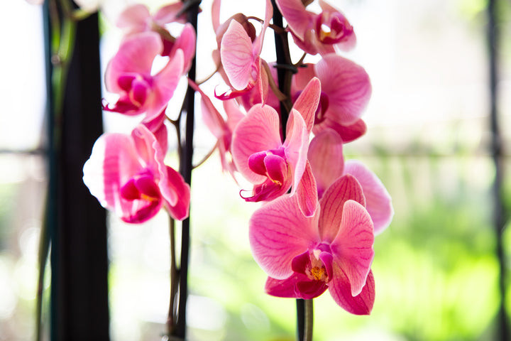 Úrsula Rosada (Orquídea Grande)
