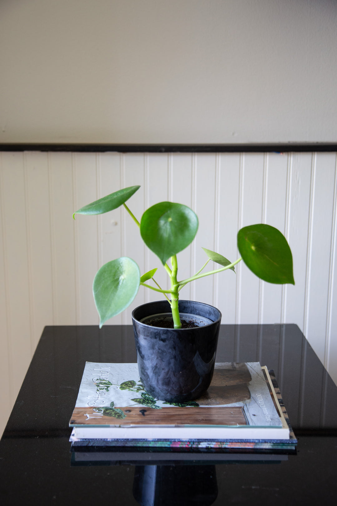 Perla M (Peperomia Cucharita)