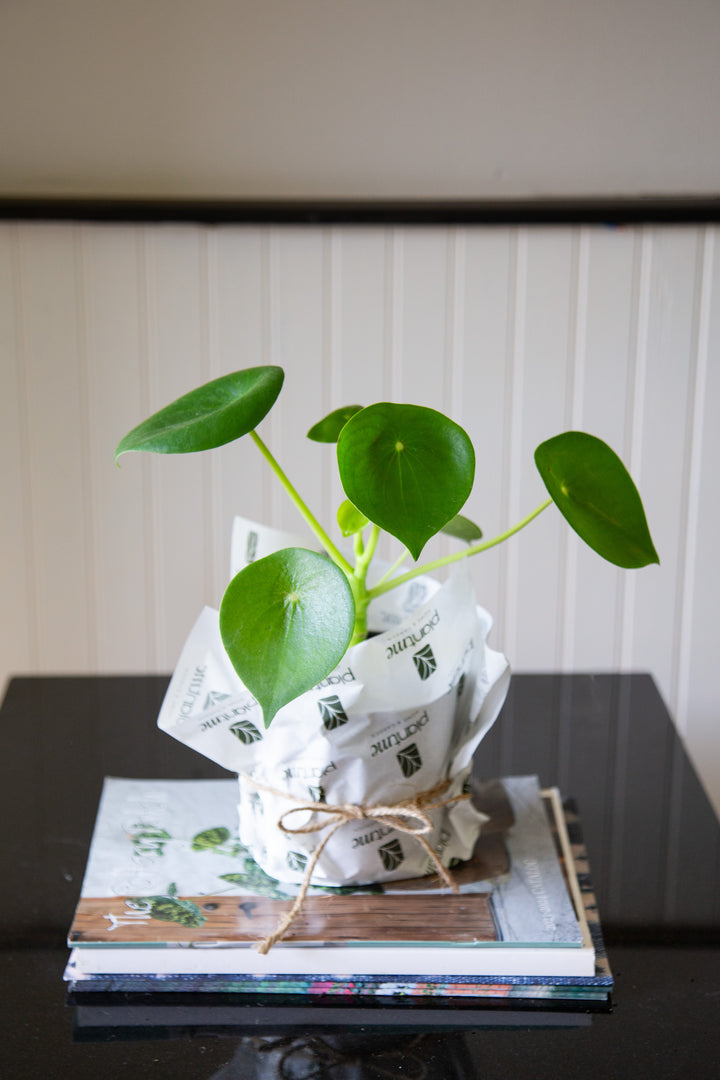 Perla M (Peperomia Cucharita)