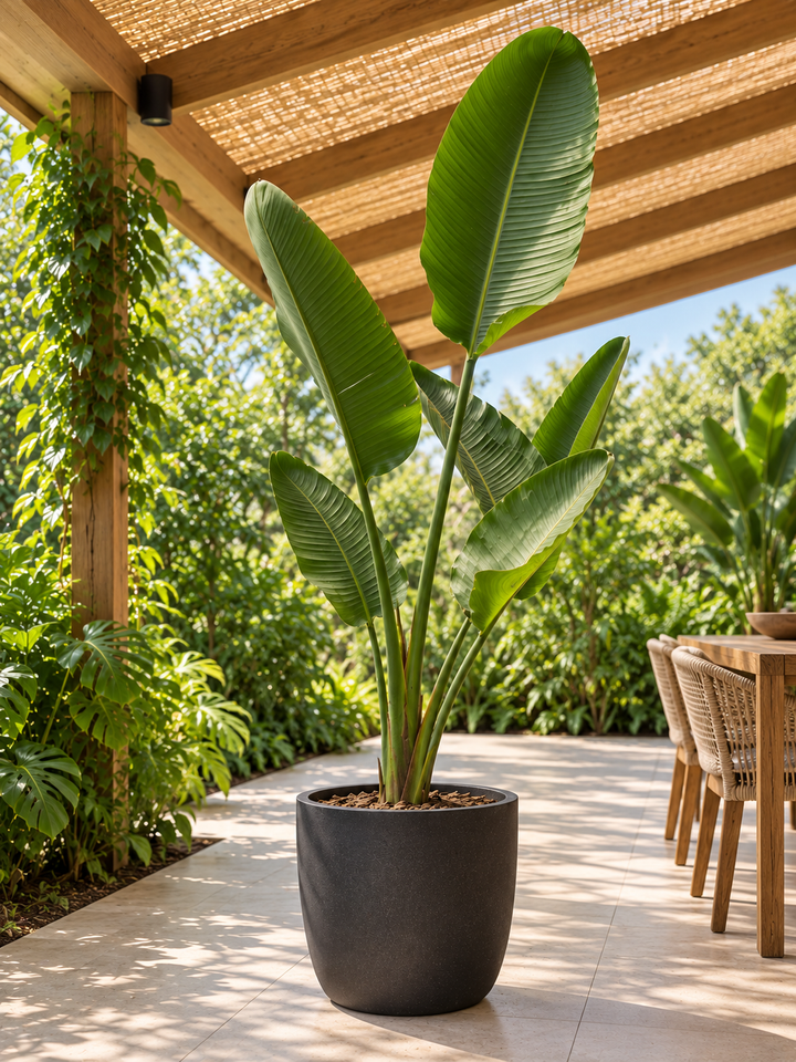 Nicolas XXXL (Strelitzia Nicolai)
