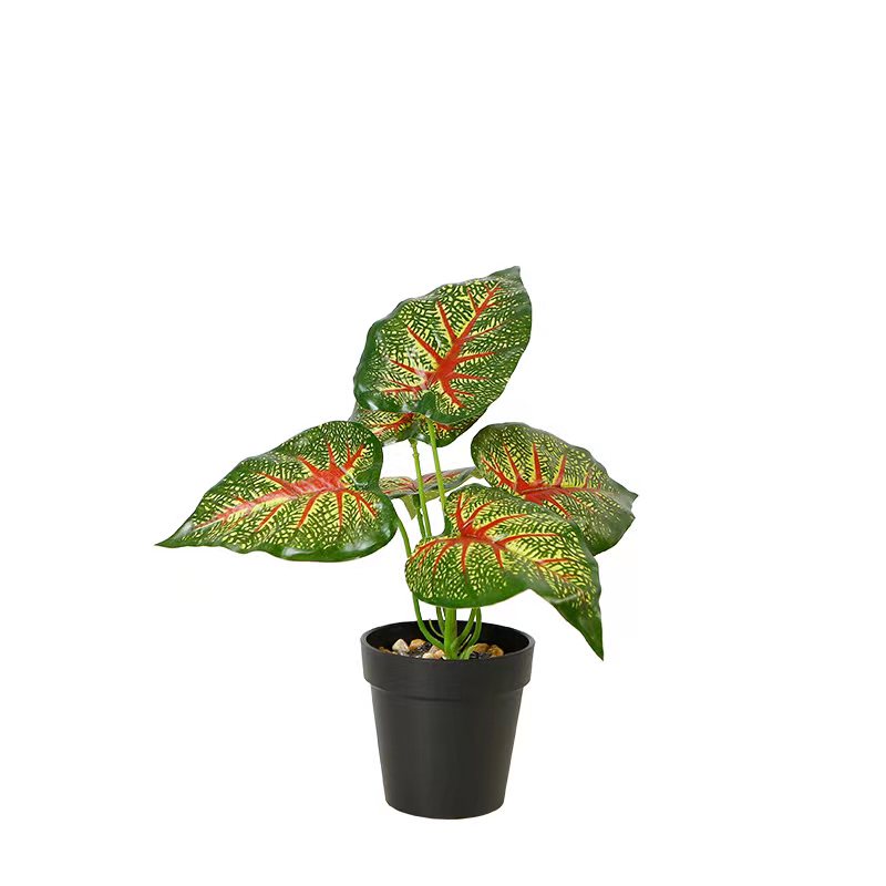 Caladium Postmann 23 cm(Eco Sintetica)