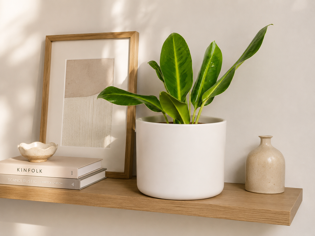 Danés M Blanco (Porta Macetero de Ceramica)