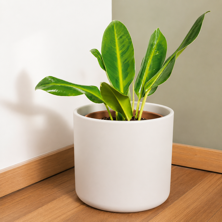 Danés M Blanco (Porta Macetero de Ceramica)