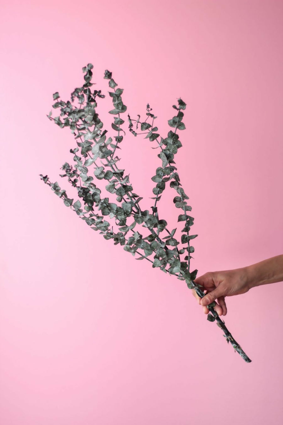 eucalipto baby verde