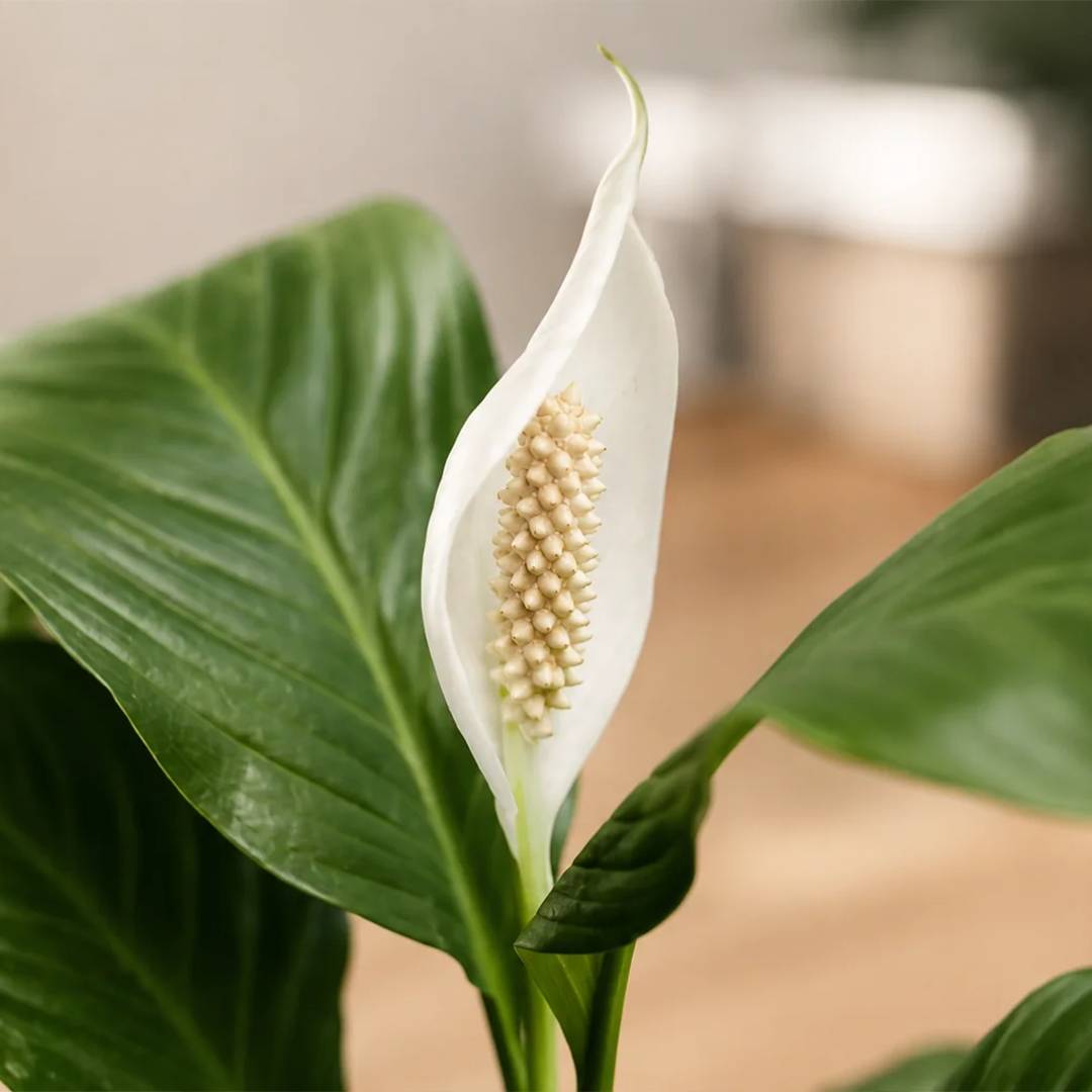 Spike L (Spathyphillum)