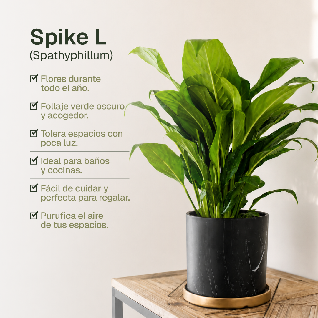 Spike L (Spathyphillum)