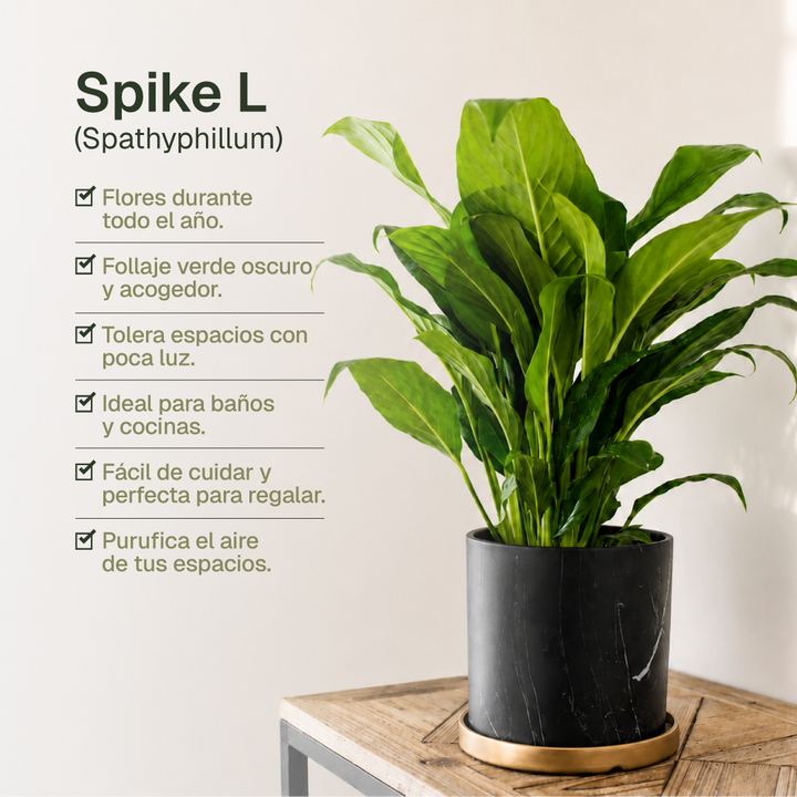 Spike L (Spathyphillum)