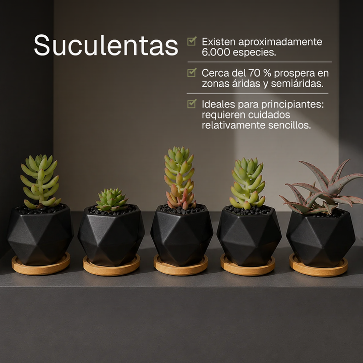 Suculentas