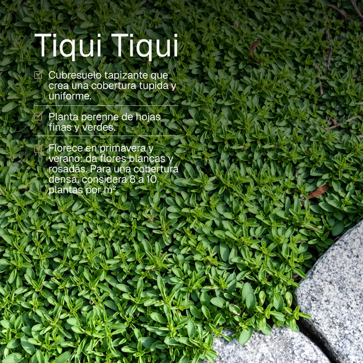 Tiqui Tiqui