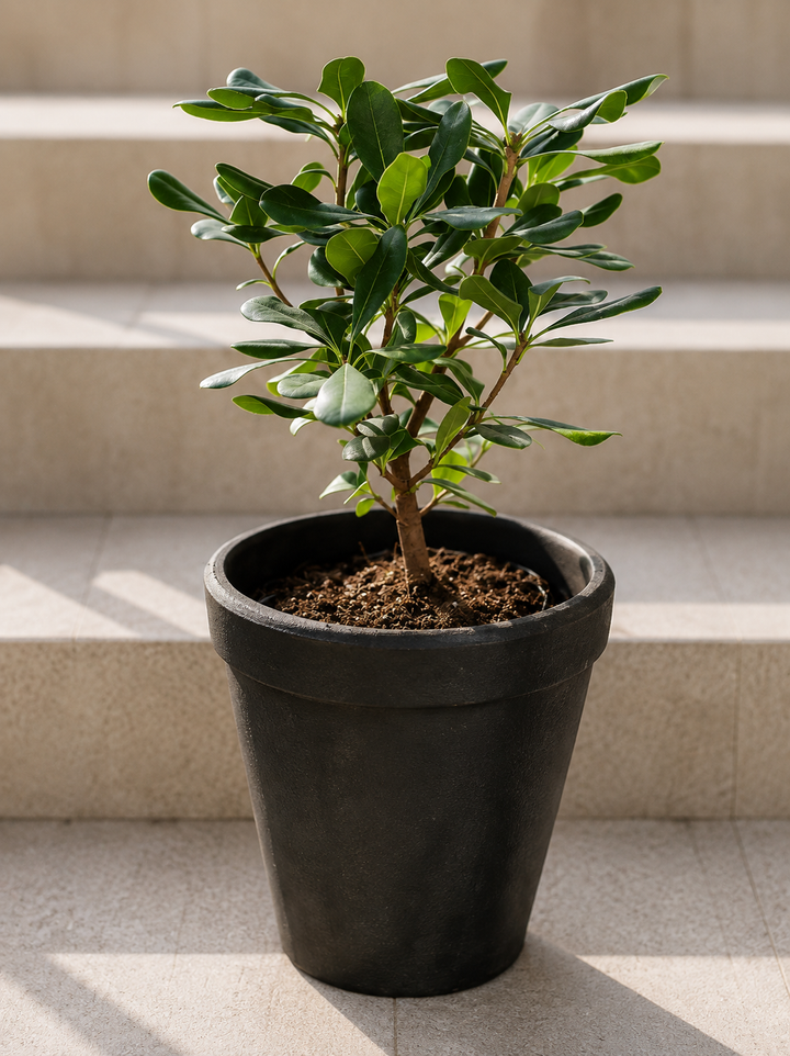 Tito S (Pittosporum Tobira Enano)