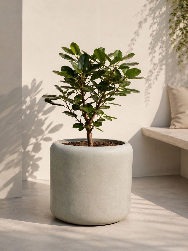 Tito S (Pittosporum Tobira Enano)