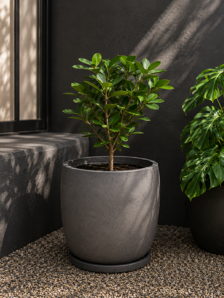 Tito S (Pittosporum Tobira Enano)