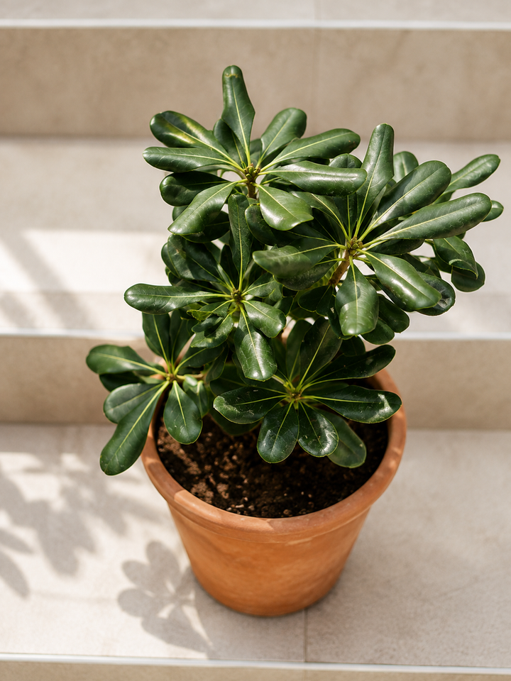Tito S (Pittosporum Tobira Enano)