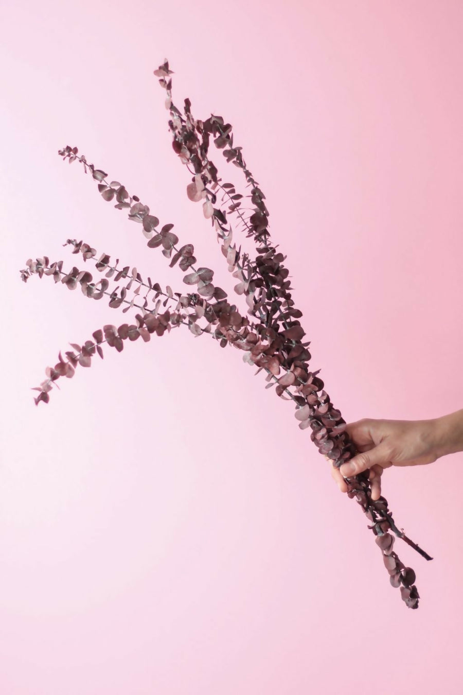 eucalipto baby burdeo