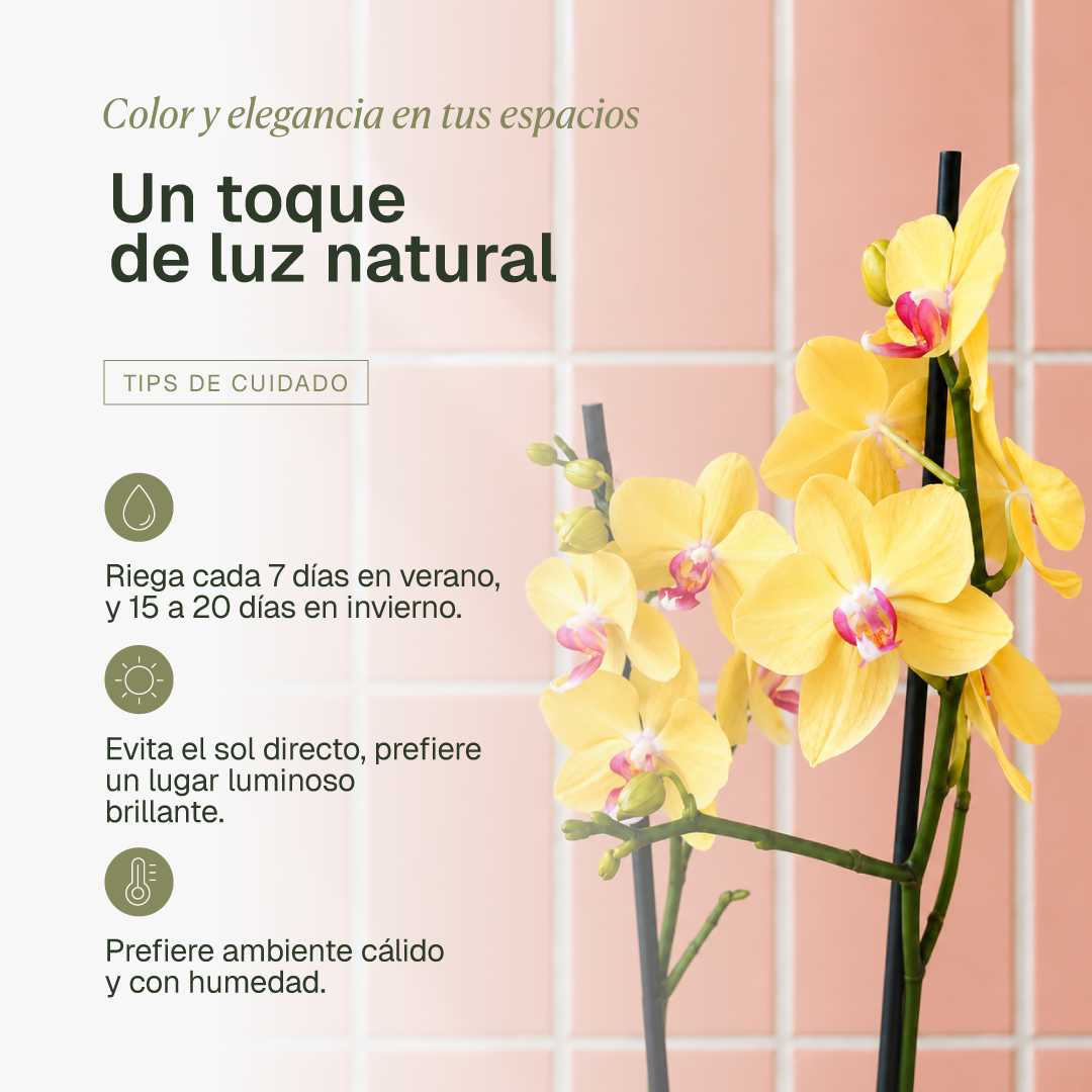 Úrsula Amarilla (Orquídea Grande)