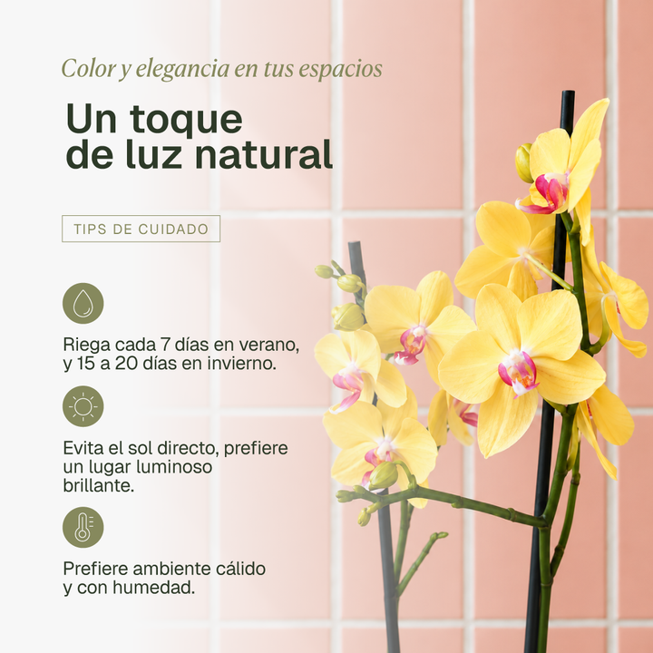 Úrsula Amarilla (Orquídea Grande)