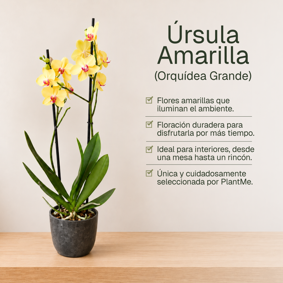 Úrsula Amarilla (Orquídea Grande)