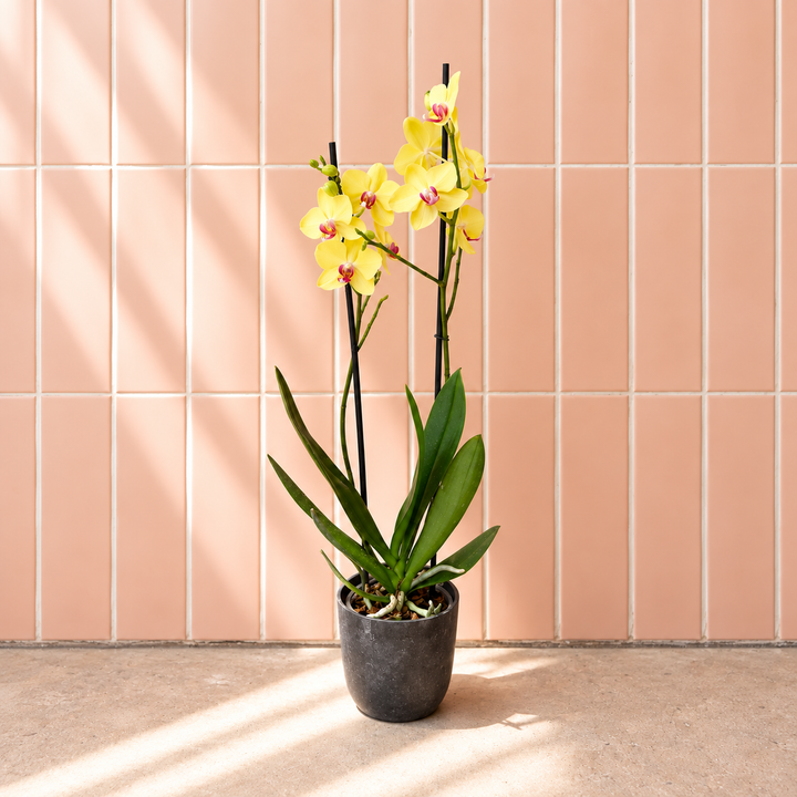 Úrsula Amarilla (Orquídea Grande)