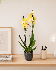 Úrsula Amarilla (Orquídea Grande)