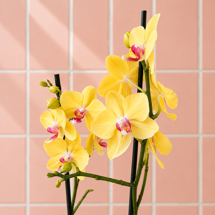 Úrsula Amarilla (Orquídea Grande)