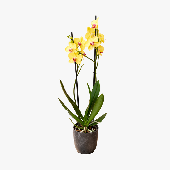 Úrsula Amarilla (Orquídea Grande)