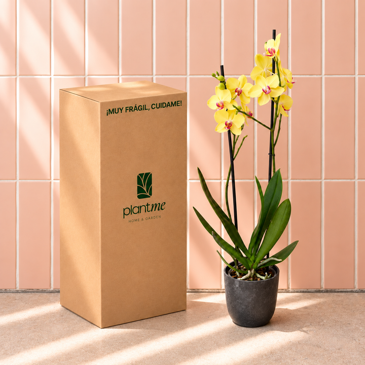 Úrsula Amarilla (Orquídea Grande)