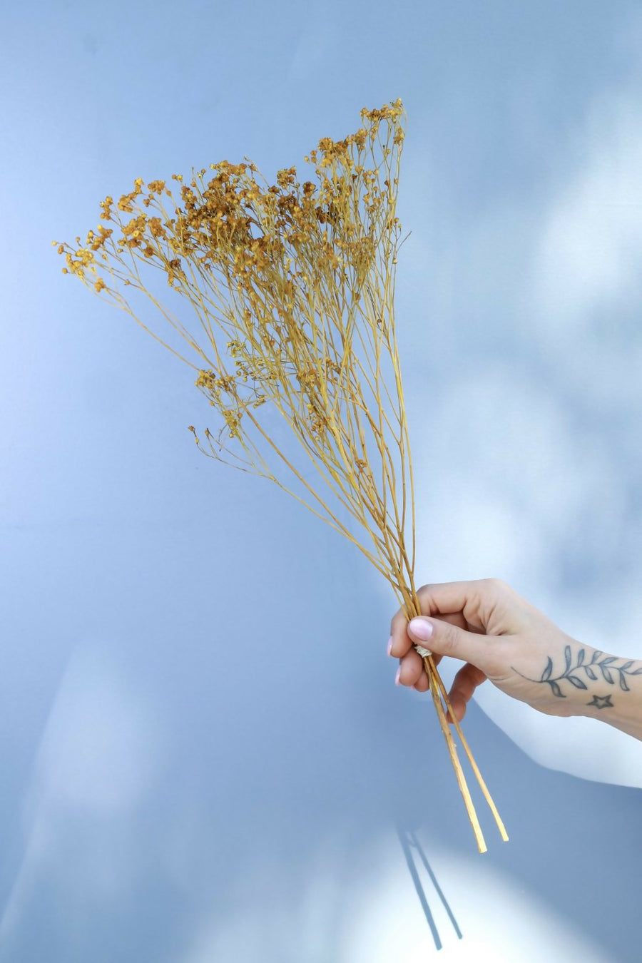 retamo amarillo nueva