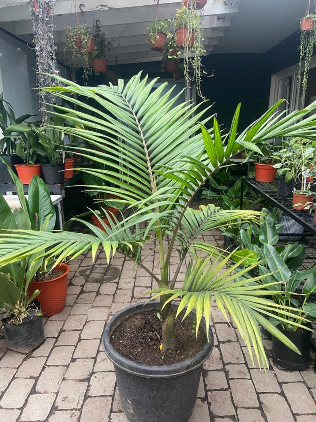 Kenny XXL (Palmera Kentia)