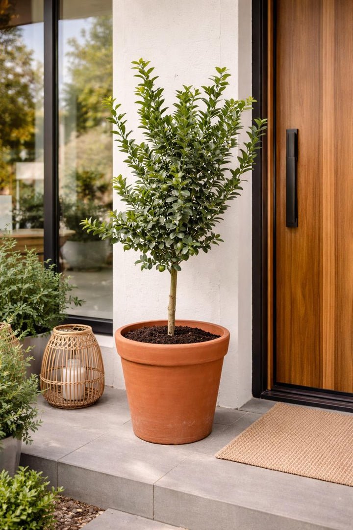 Limón de Pica (Lima Mexicana)