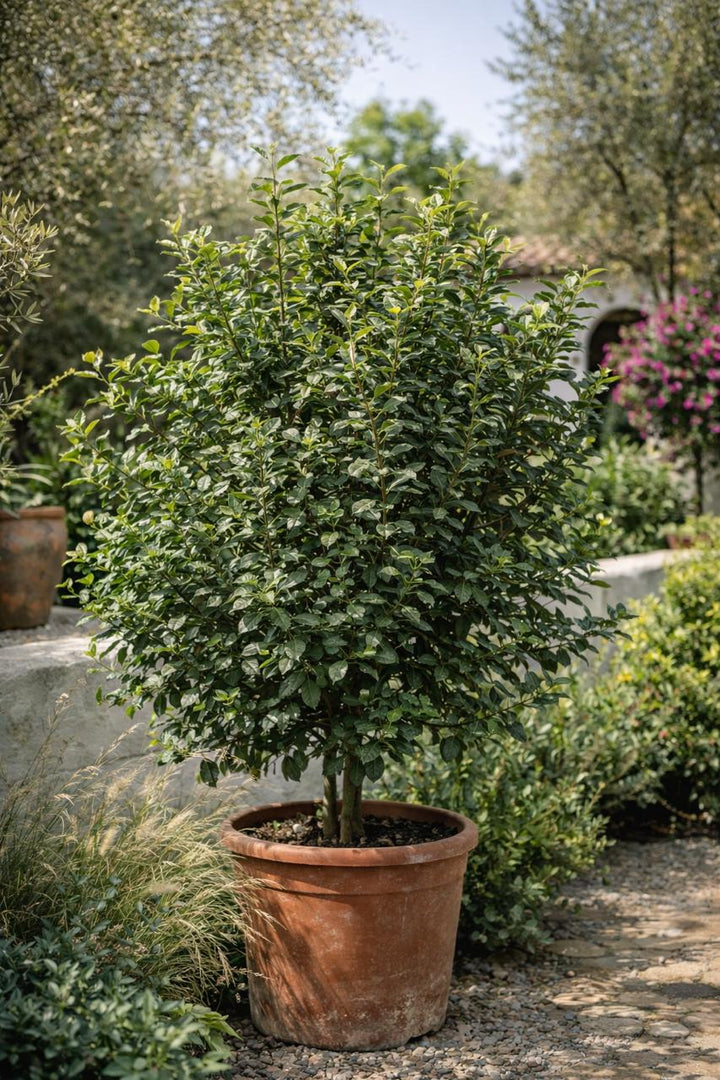 Acebo (Ilex)