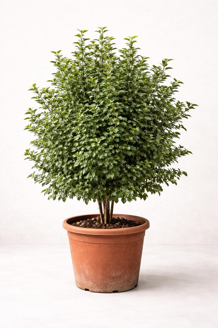 Acebo (Ilex)