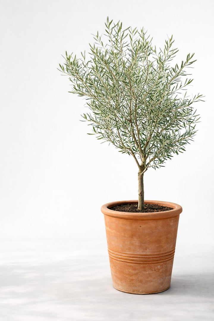 Oliver Pie Alto XL (Olivo)