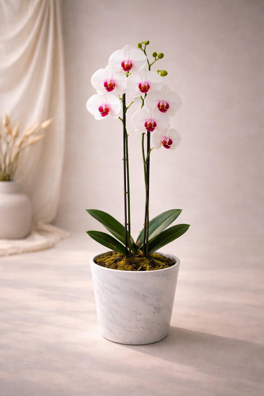 Úrsula Blanca con Fucsia (Orquídea Grande)