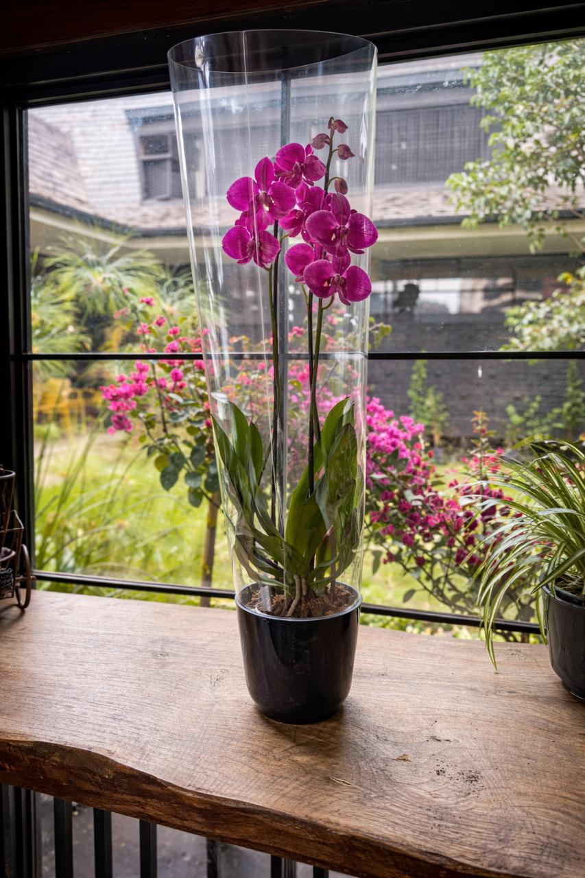 Úrsula Fucsia (Orquídea Grande)