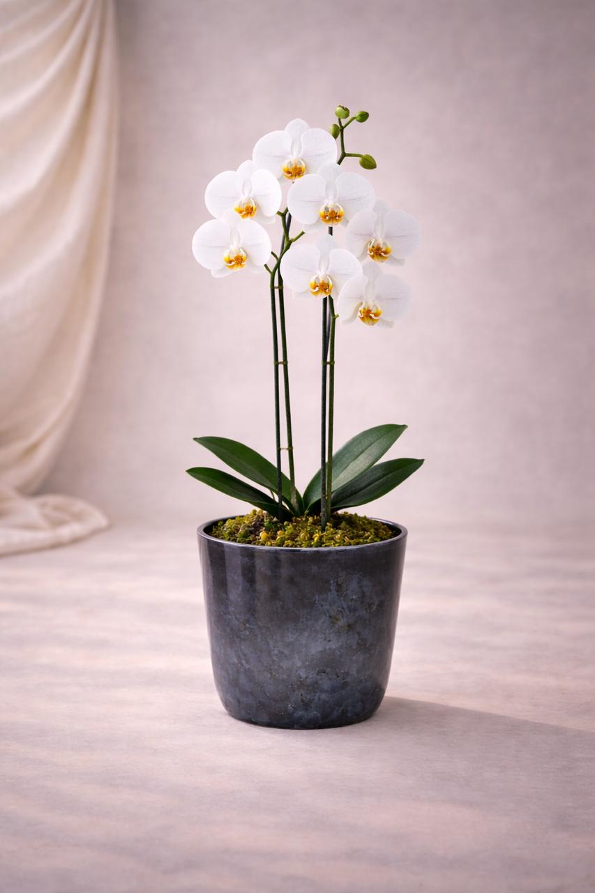 Úrsula Blanca (Orquídea Grande)