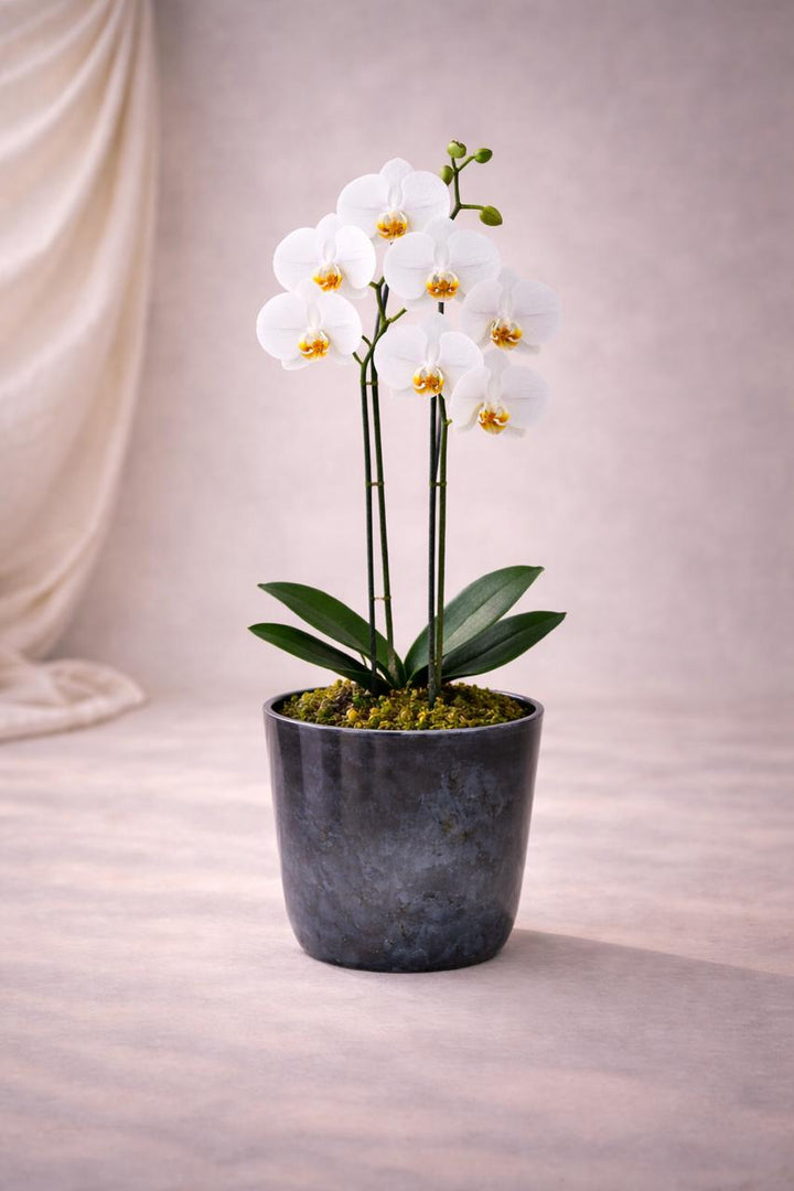 Úrsula Blanca (Orquídea Grande)