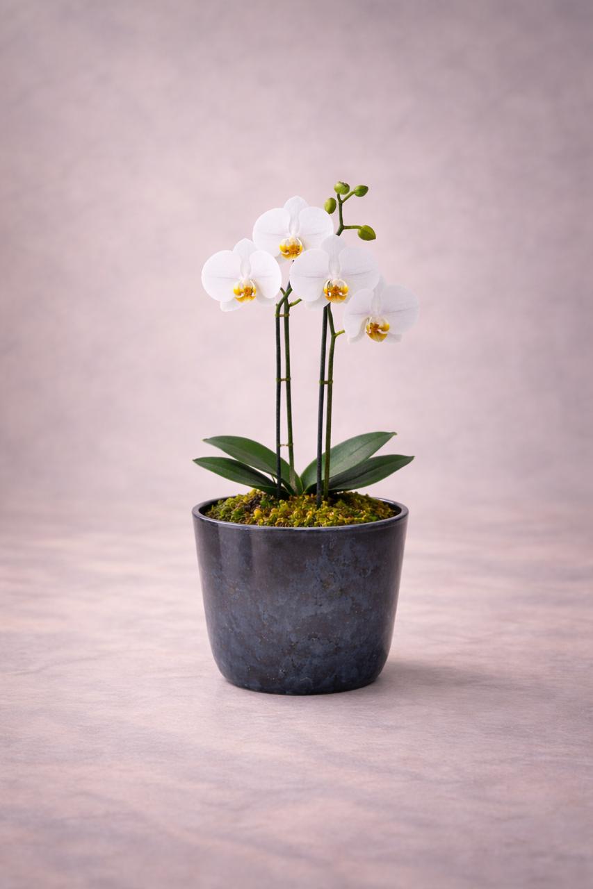 Ester Blanca (Orquídea Chica)