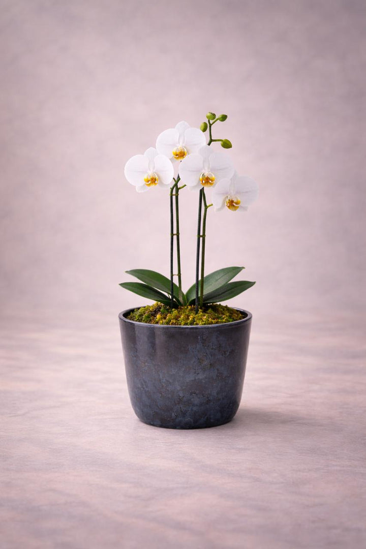 Ester Blanca (Orquídea Chica)